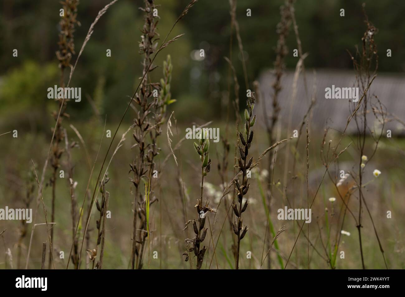 Pré sauvage dans la zone du village - photo pour impression de salon ou papier peint Banque D'Images