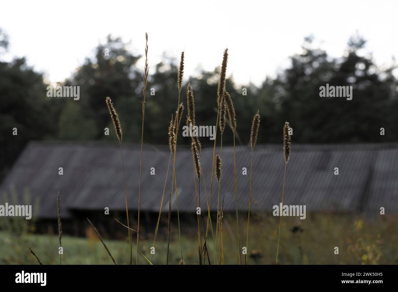 Pré sauvage dans la zone du village - photo pour impression de salon ou papier peint Banque D'Images