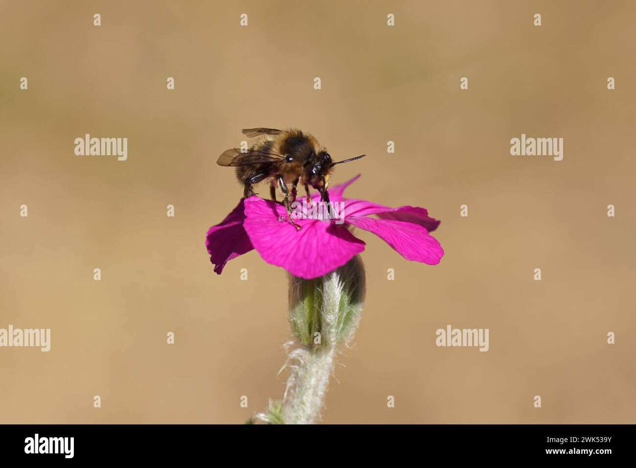 Gros plan abeille fleur à queue de fourche (Anthophora furcata), famille des Apidae sur fleur de campion rose (Silene coronaria), borage de famille (Caryophyllaceae). Banque D'Images