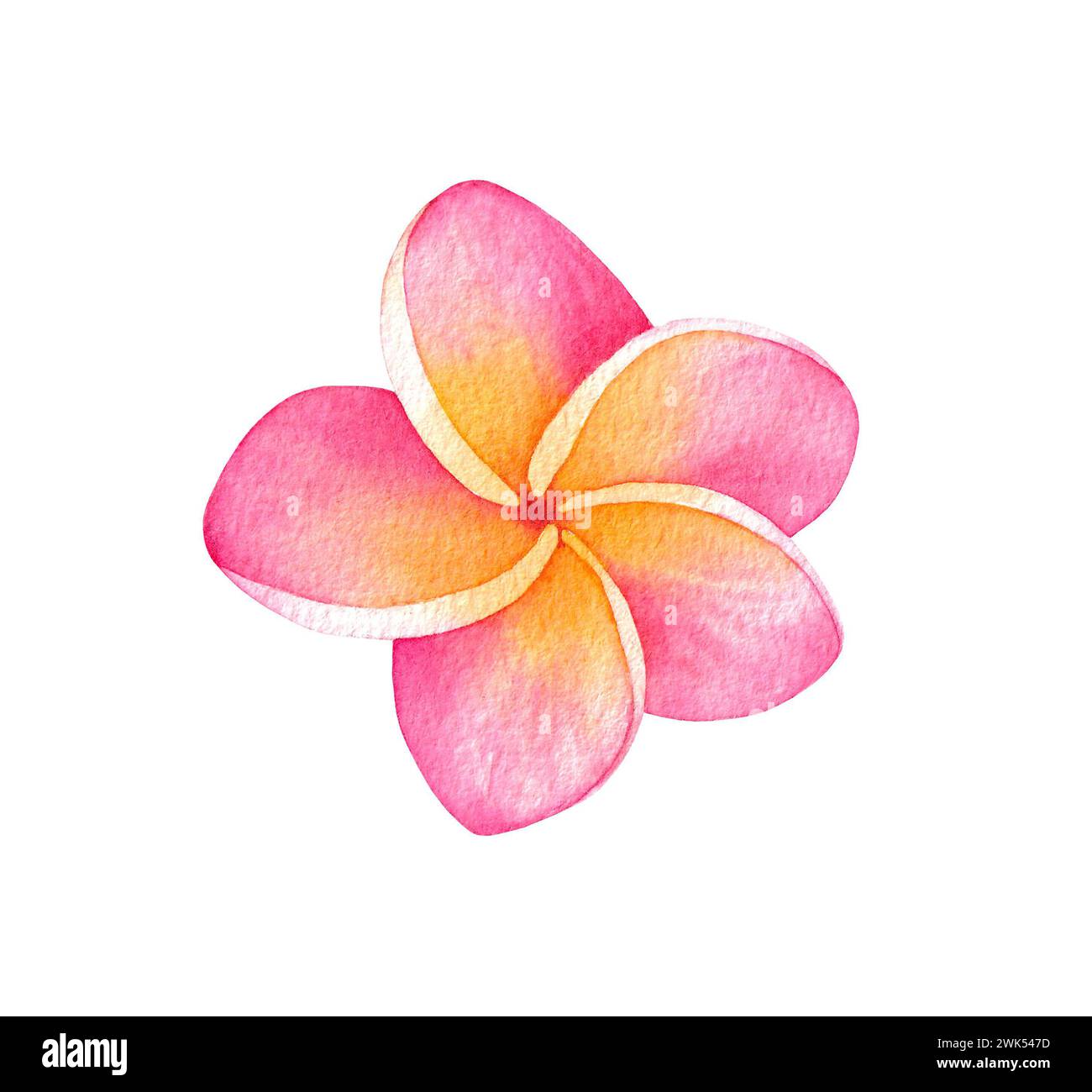 Illustration de fleurs aquarelle Plumeria. Illustration dessinée à la main isolée sur fond blanc. Banque D'Images