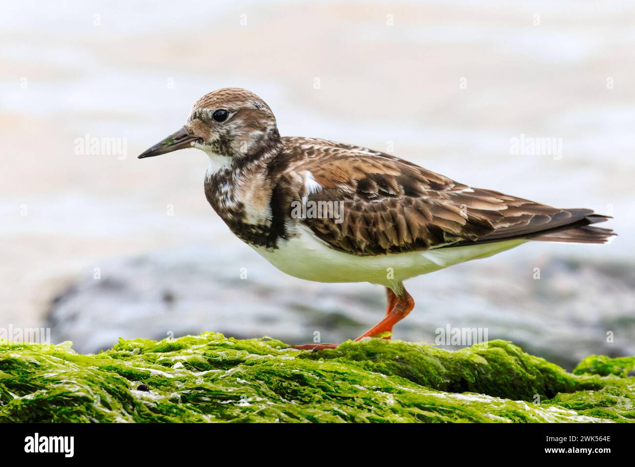 Ruddy Turnstone (Arenaria interpres) en plumage d'hiver - Floride Banque D'Images