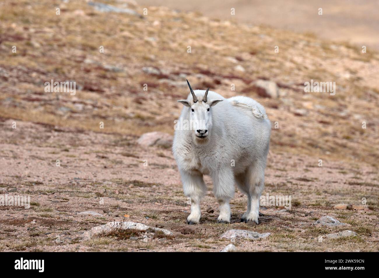 Portrait d'une chèvre de montagne sur l'autoroute Beartooth. Banque D'Images