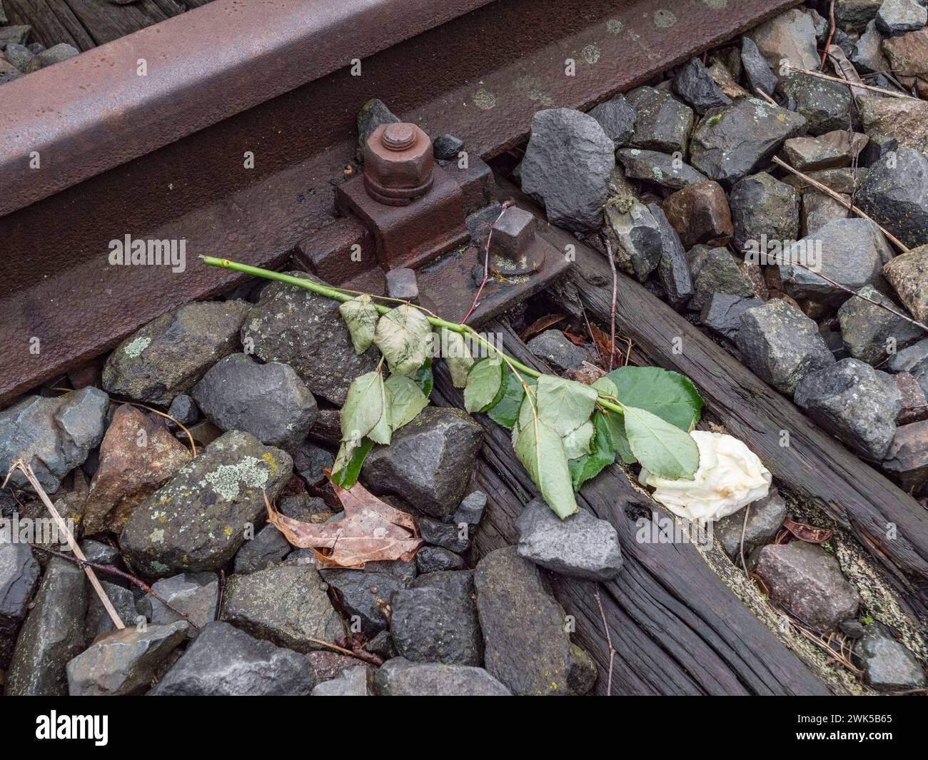 Rose est parti sur les rails au Platform 17 Memorial, un site commémoratif de l'Holocauste à Berlin-Grunewald Station, Berlin, Allemagne. Banque D'Images