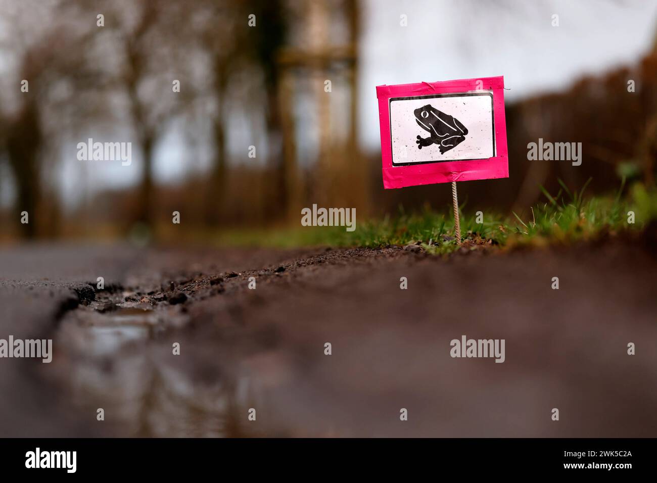 Ein Schild weist auf Krötenwanderung Hin. Jedes Jahr im Frühling beginnt die Krötenwanderung : Erdkröten und Frösche ziehen dann aus den Wäldern zurück in die Feuchtgebiete, in denen sie geschlüpft sind. Aktivisten versuchen gelegentlich, die Kröten mit Krötenzäunen und Eimern zu lenken und zu fangen, da die Reise für sie über Straßen oft tödlich endet. Themenbild, Symbolbild Frechen, 18.02.2024 NRW Deutschland *** Un signe indique la migration des crapauds chaque année au printemps, la migration des crapauds commence les crapauds et les grenouilles migrent ensuite des forêts vers les zones humides où ils ont éclos activistes occasi Banque D'Images