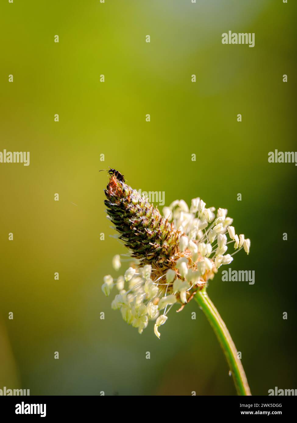 Plantain en fleur avec un petit insecte en haut. L'arrière-plan est flou et comporte un espace négatif. Banque D'Images