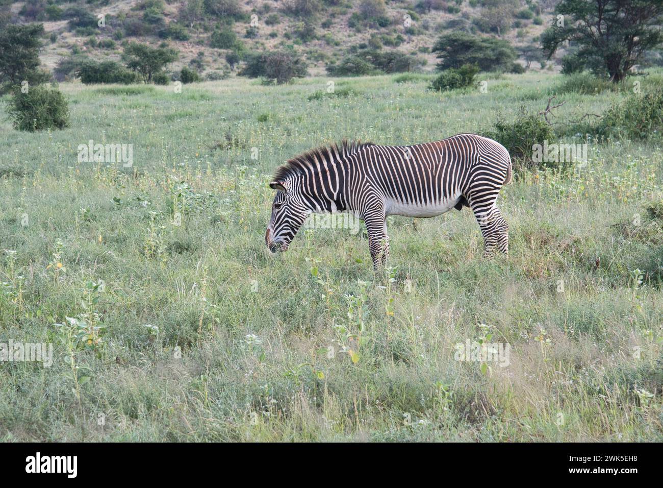 Zèbre de Grevy mâle (Equus grevyi) pâturant sur la croissance de plantes fraîches à la suite de pluies non saisonnières Banque D'Images