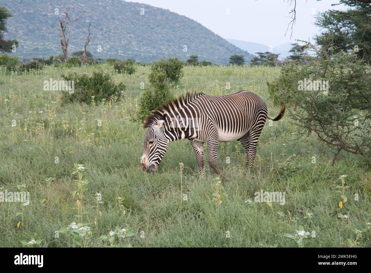 Zèbre de Grevy mâle (Equus grevyi) pâturant sur la croissance de plantes fraîches à la suite de pluies non saisonnières Banque D'Images