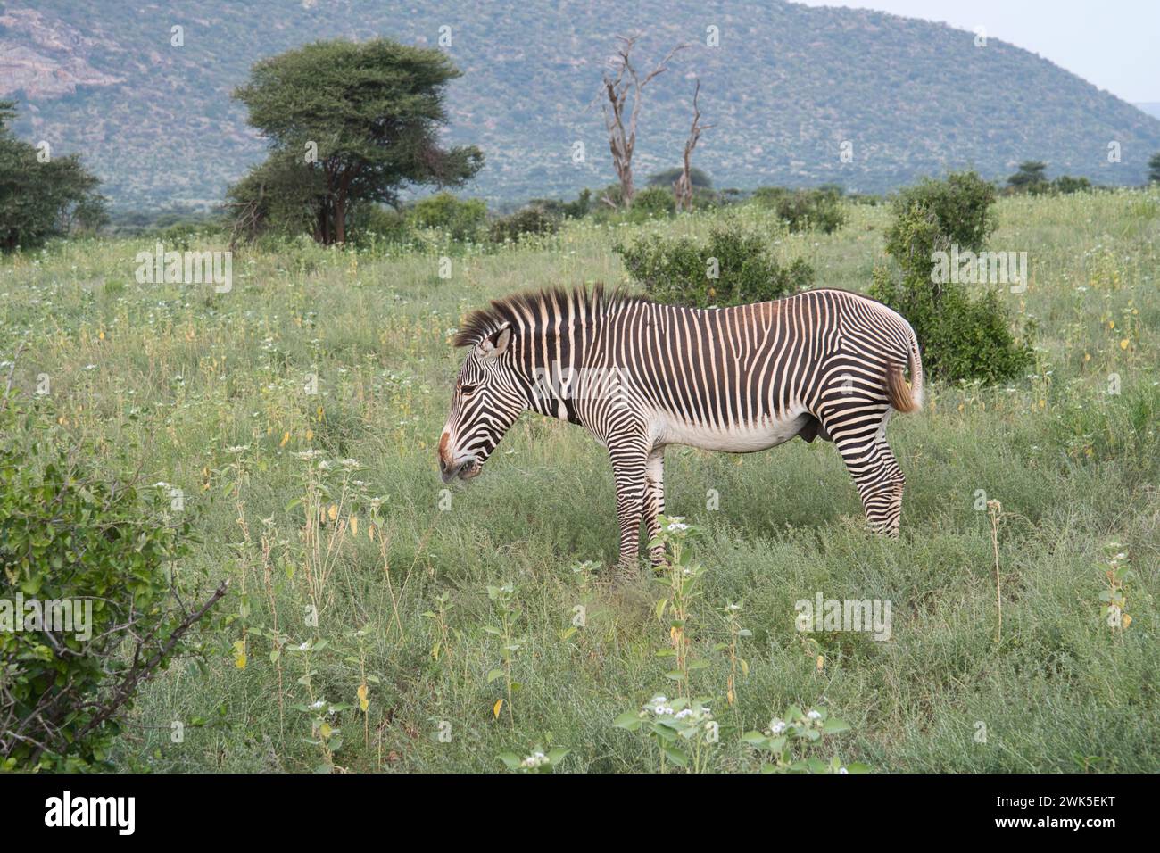 Zèbre de Grevy mâle (Equus grevyi) pâturant sur la croissance de plantes fraîches à la suite de pluies non saisonnières Banque D'Images