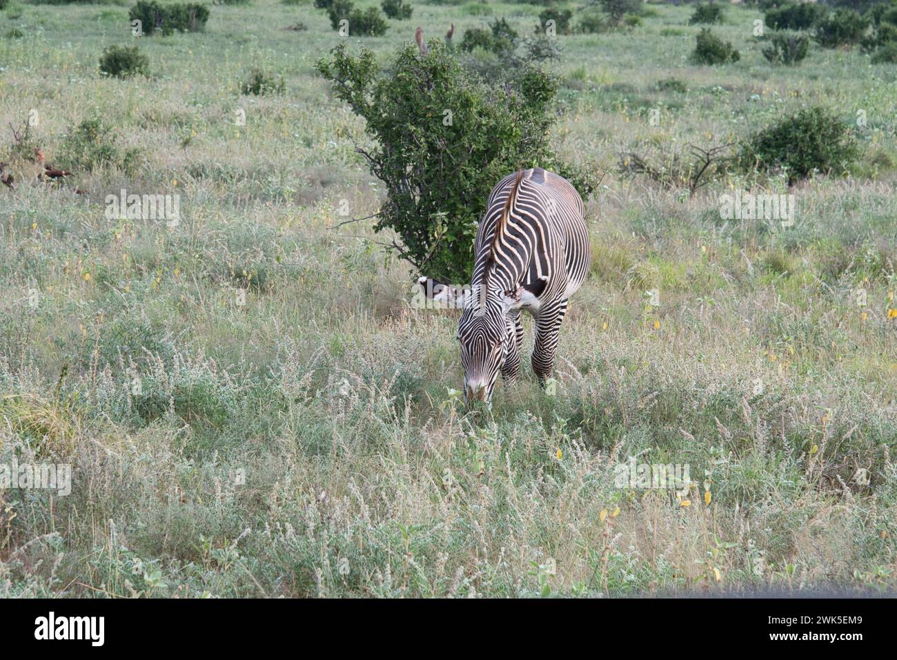 Zèbre de Grevy mâle (Equus grevyi) pâturant sur la croissance de plantes fraîches à la suite de pluies non saisonnières Banque D'Images