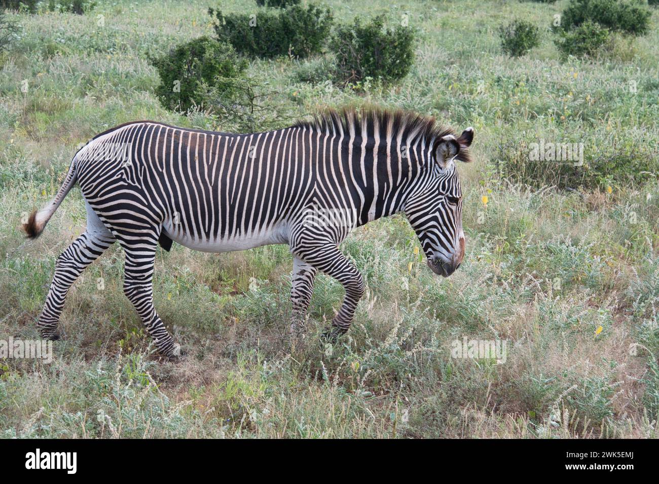 Zèbre de Grevy mâle (Equus grevyi) pâturant sur la croissance de plantes fraîches à la suite de pluies non saisonnières Banque D'Images