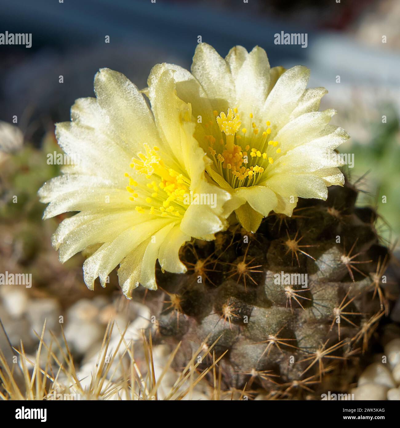 Cactus chilien Copiapoa humilis avec deux fleurs jaunes en gros plan. Une photo de taille carrée. Banque D'Images