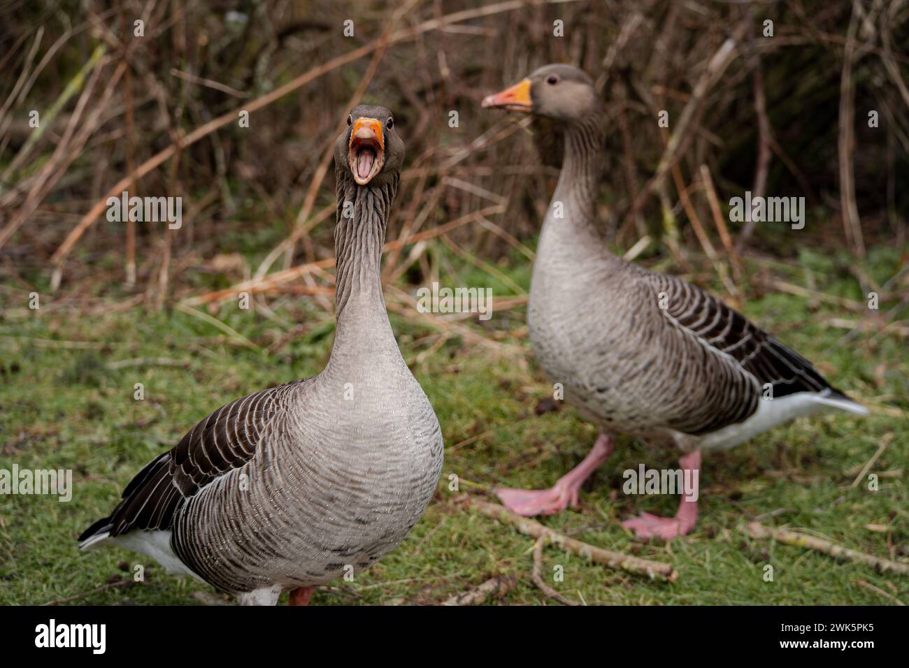 deux oies gris avec des expressions différentes Banque D'Images