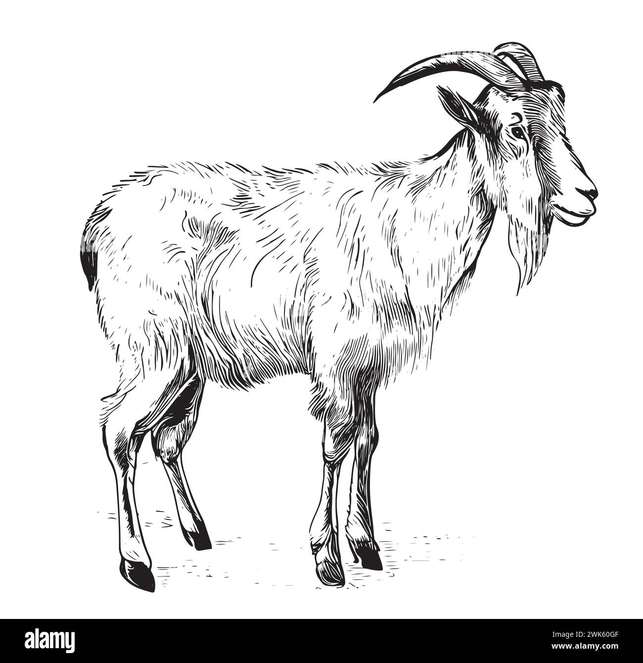croquis de chèvre dessiné à la main. bétail. pâturage des animaux Illustration de Vecteur