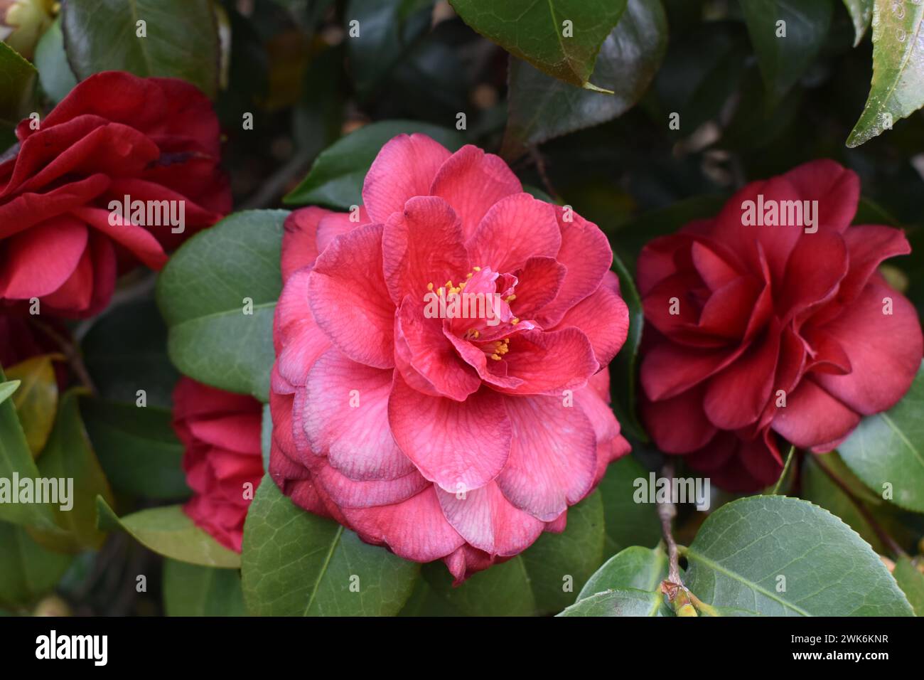 Fleur de pétale rose avec étamines jaunes dans le lit de fleurs Banque D'Images Fleur de pétale rose avec étamines jaunes dans le lit de fleurs Banque D'Images