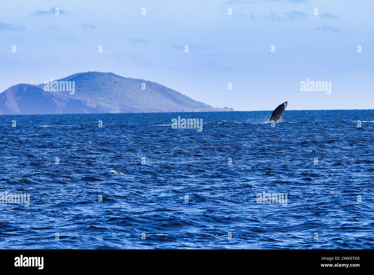 Bébé baleine à bosse Breacing au loin sur Maui. Banque D'Images