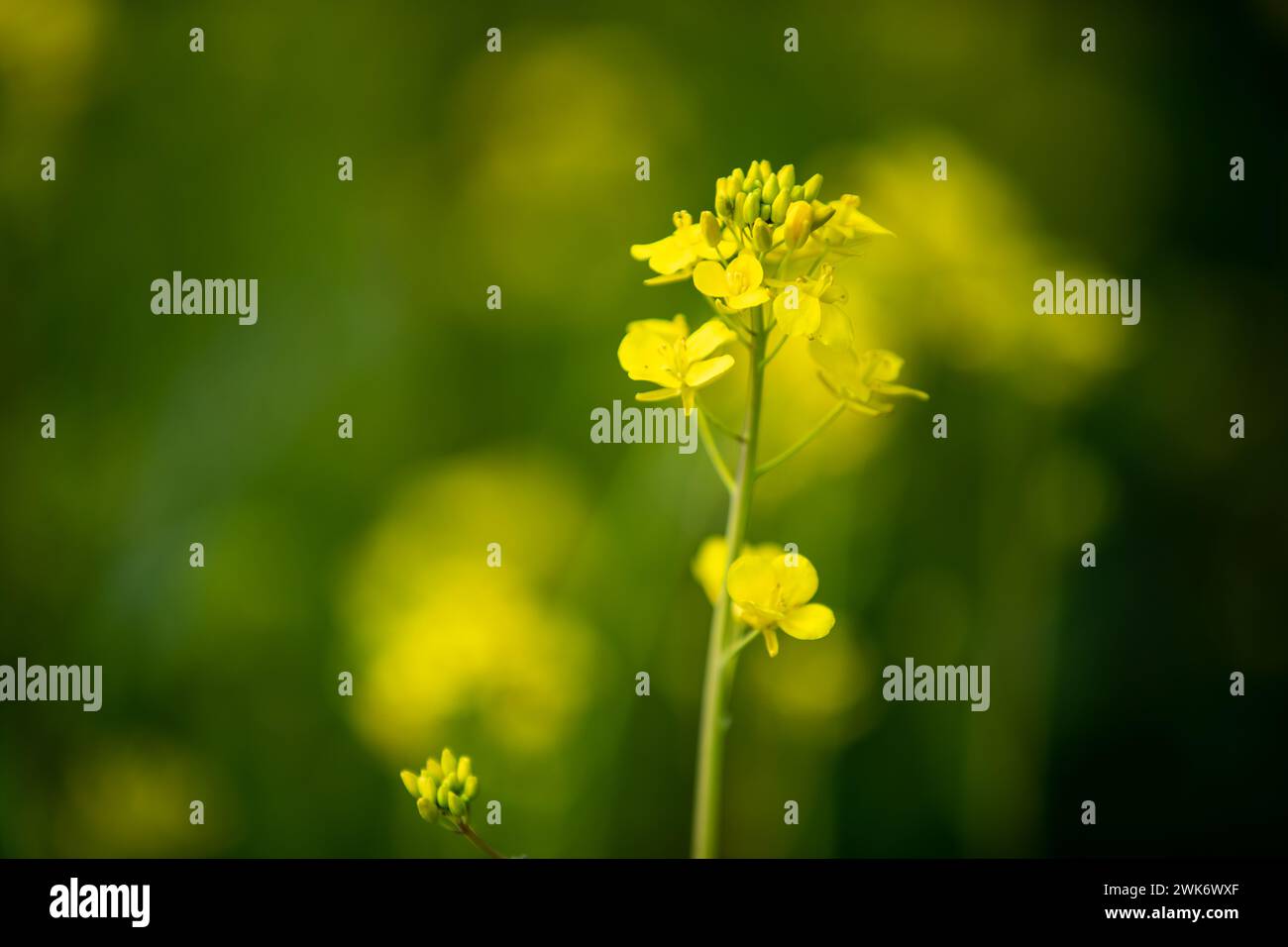 La moutarde fleurit d'une beauté stupéfiante. Banque D'Images