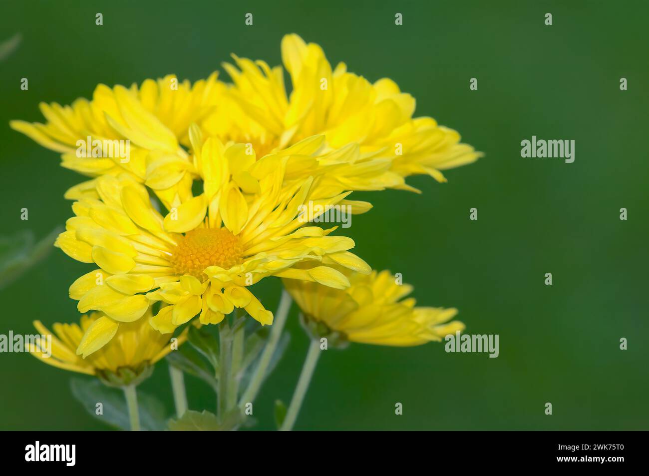 Pot Marigold - Calendula Chrysanthemum morifolium ' Mammoth Yellow Quill') Banque D'Images