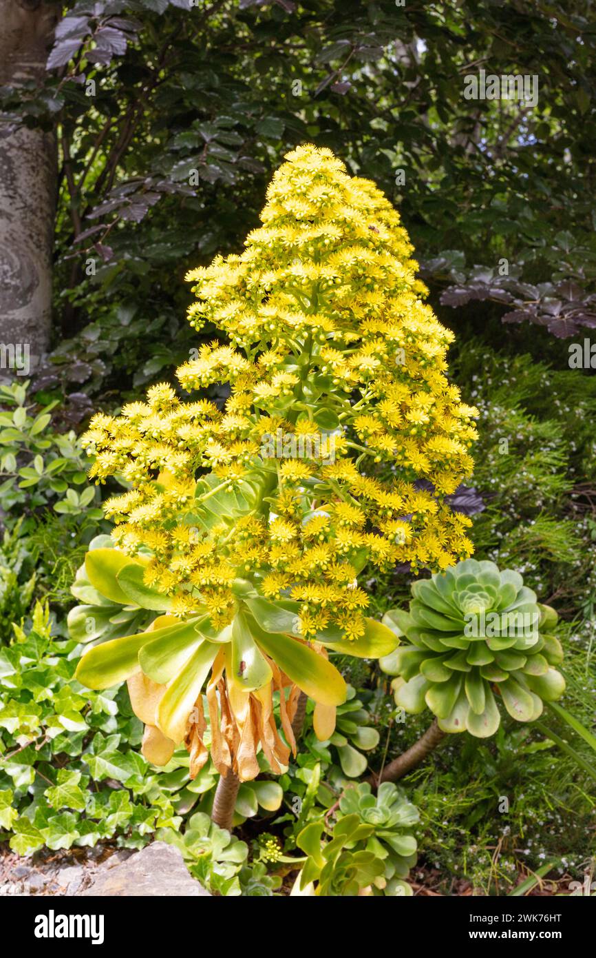 Aeonium à feuilles ondulées (Aeonium undulatum Webb & Berthel.), Glenfalloch Gardens, Dunedin, Nouvelle-Zélande Banque D'Images