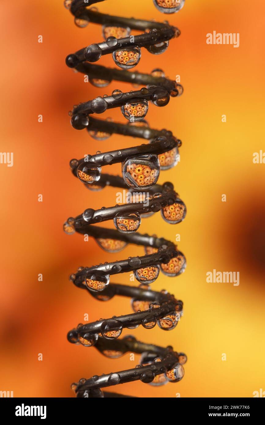 Ressort spiral cylindrique avec des gouttes d'eau avec des reflets de couleurs orange. Macrophotographie Banque D'Images