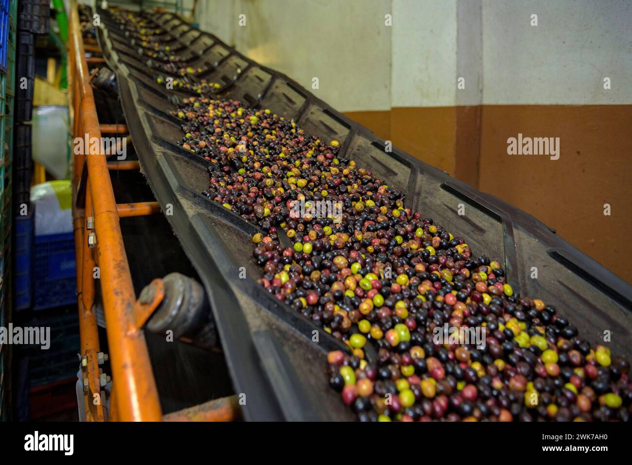 Moulin à huile Olesa, de la fondation agricole Olesa. Détail des machines avec lesquelles l'huile d'olive est extraite (Olesa de Montserrat, Barcelone, Espagne) Banque D'Images