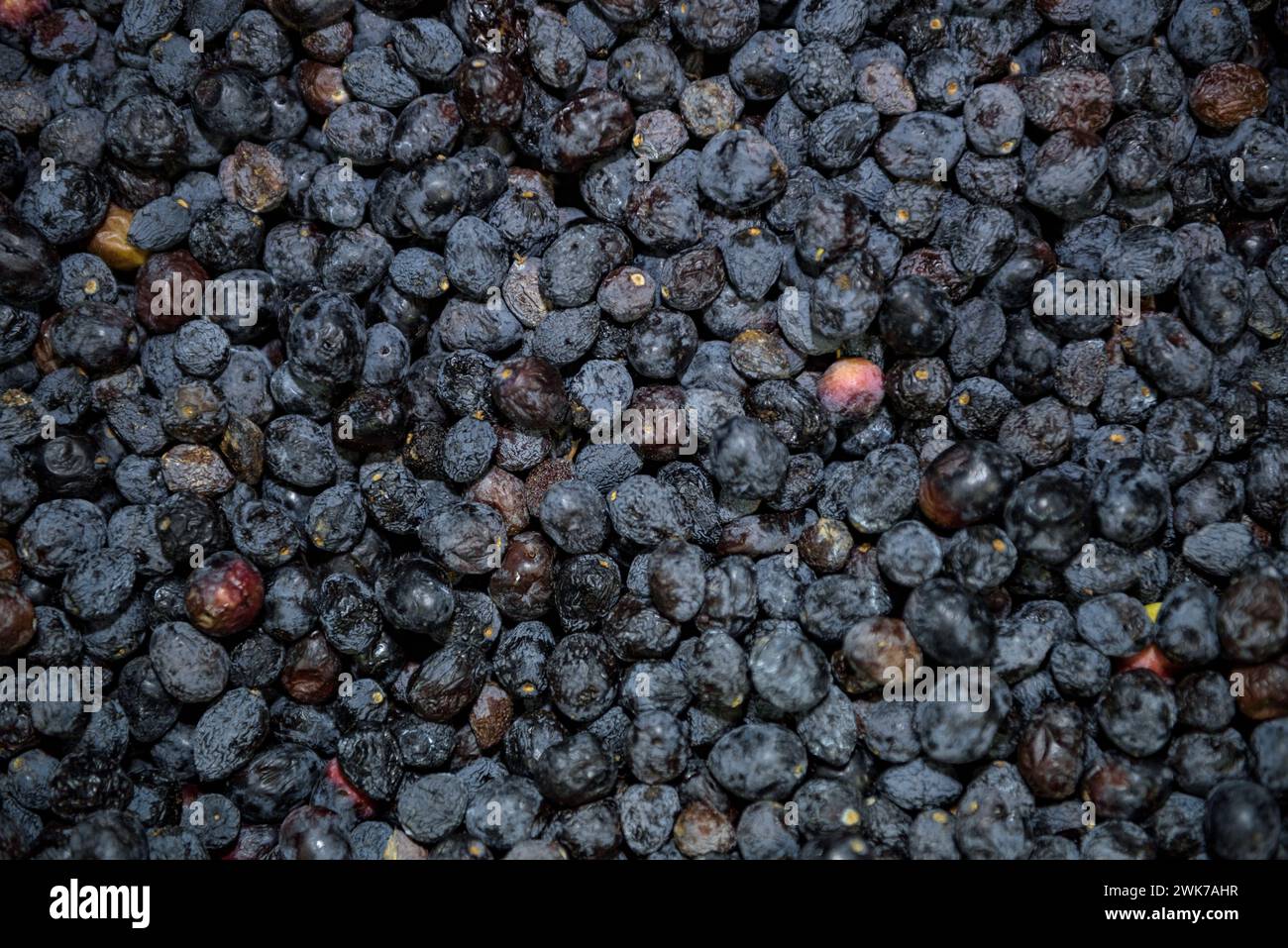 Moulin à huile Olesa, de la fondation agricole Olesana (Fundació Agrícola Olesana en catalan). Détail des olives de la variété Olesana ou Palomar Banque D'Images