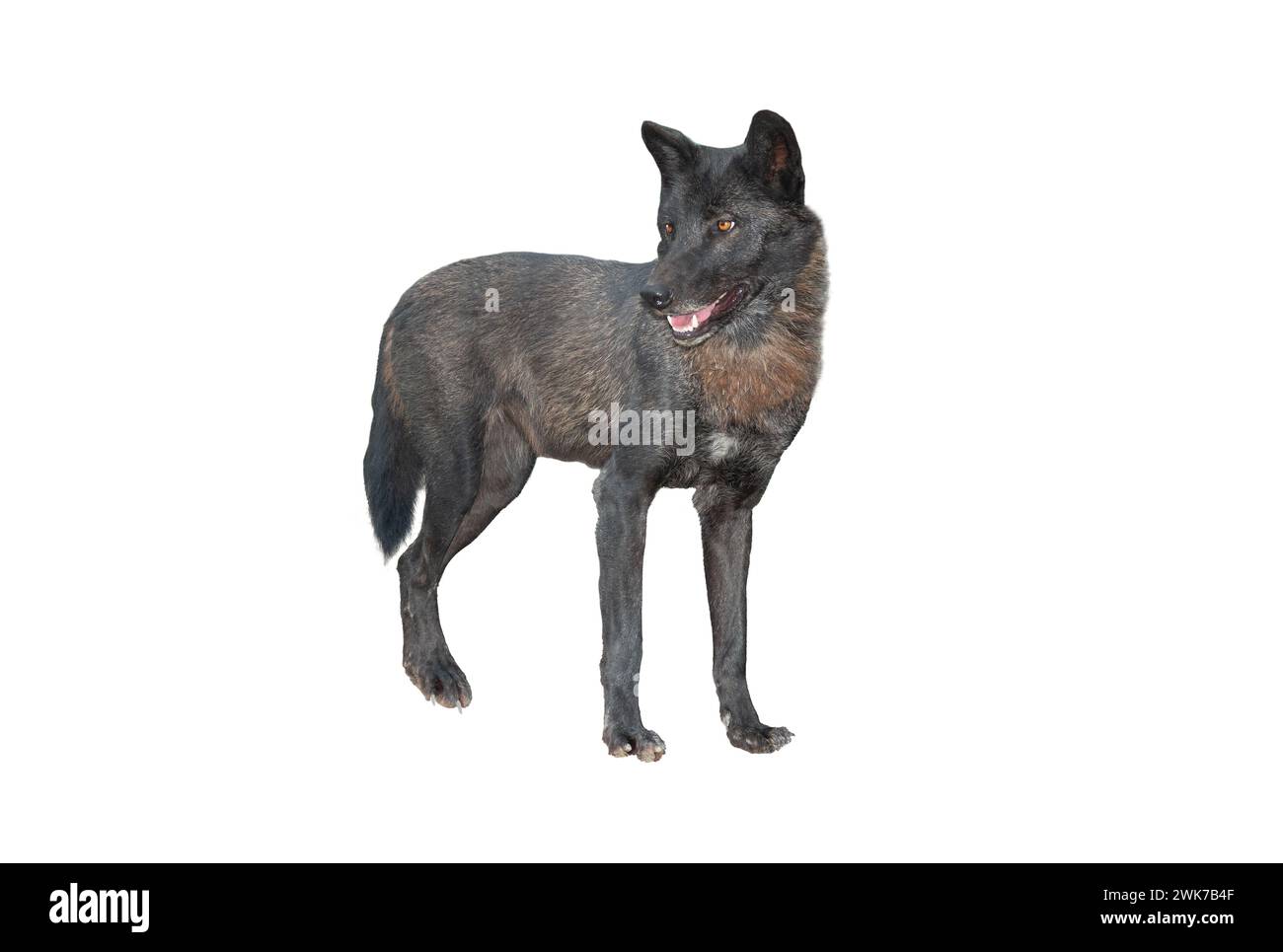 loup canadien isolé sur fond blanc Banque D'Images