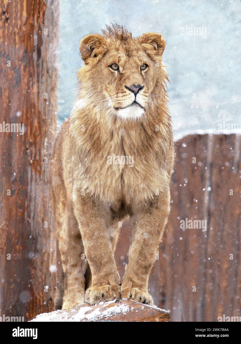 Un lion se dresse contre la toile de fond de neige. Banque D'Images