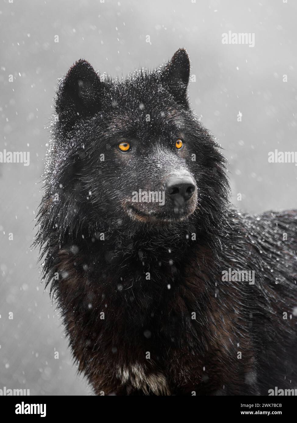 Portrait d'un loup canadien par temps enneigé. Banque D'Images