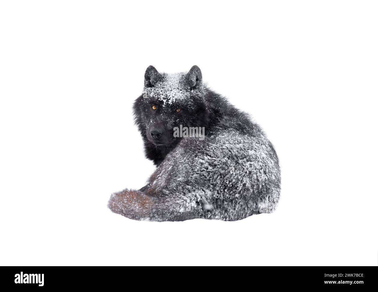 le loup canadien saupoudré de neige se trouve dans la forêt Banque D'Images