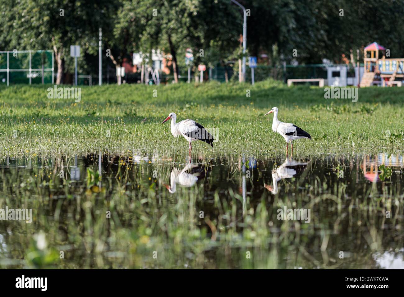 Une cigogne européenne blanche debout sur un champ avec de l'herbe verte Banque D'Images