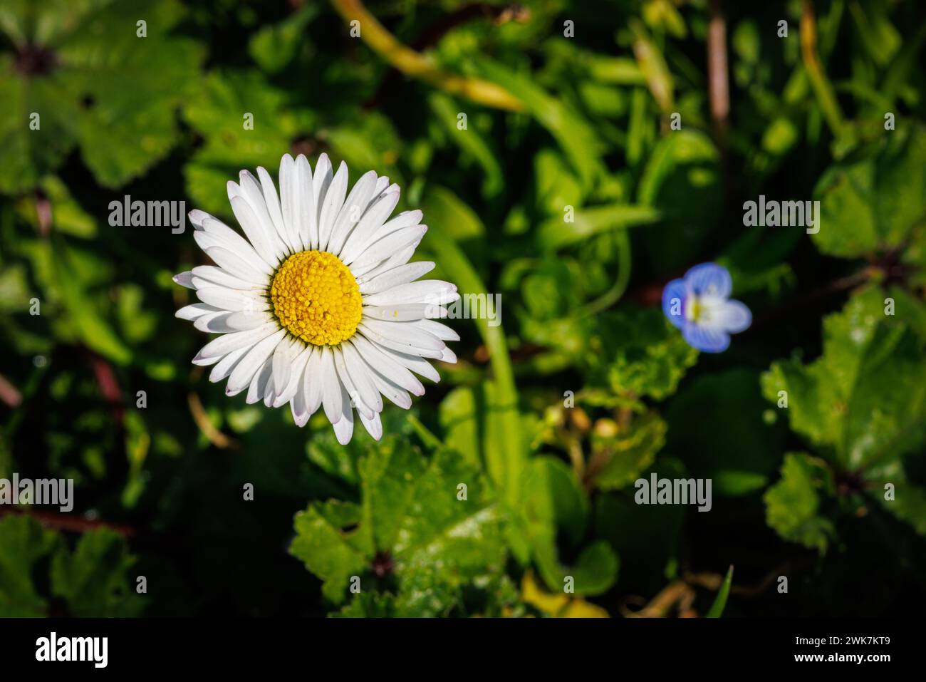 Fleur de Marguerite - photo macro Banque D'Images