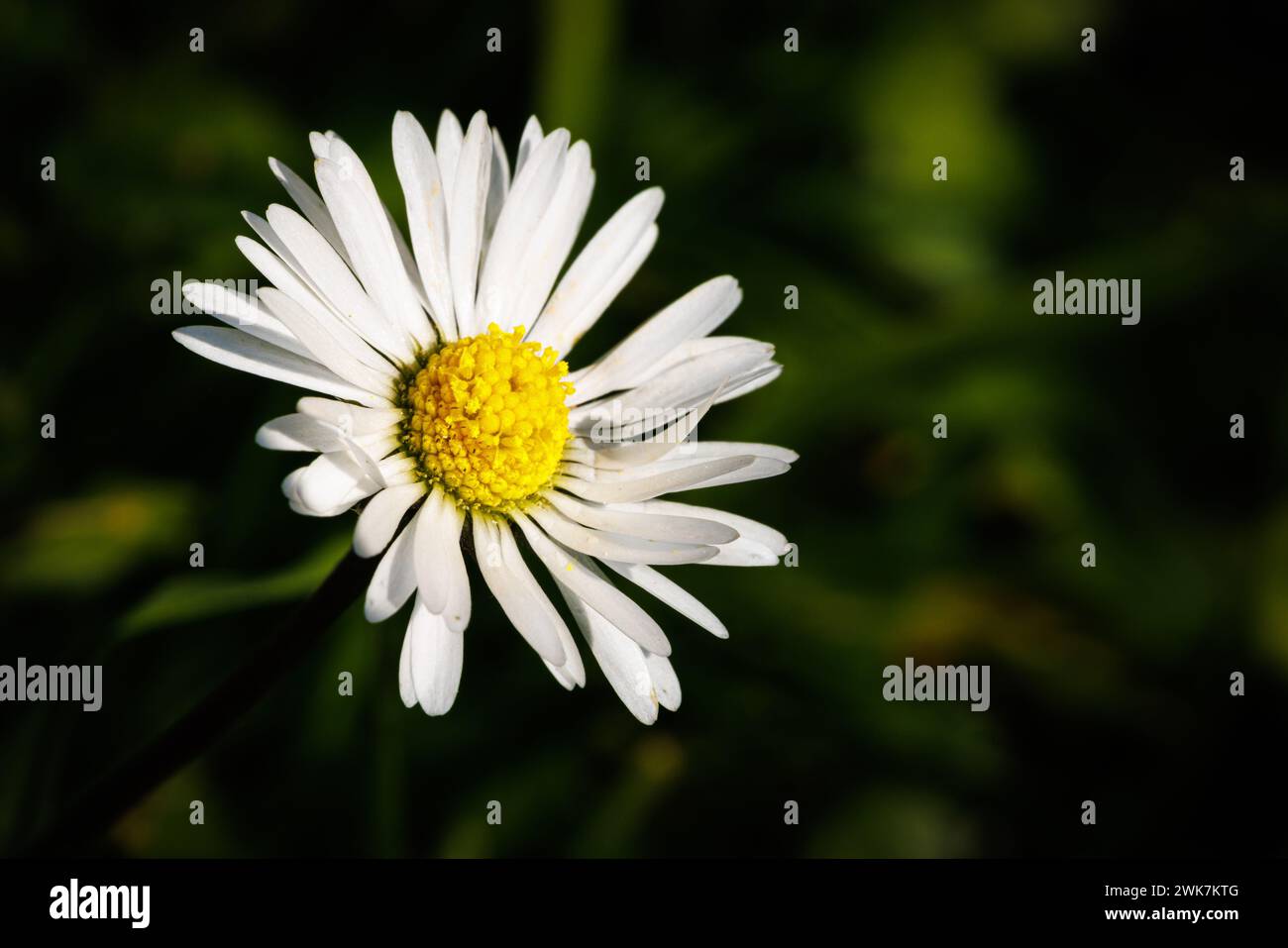 Fleur de Marguerite - photo macro Banque D'Images
