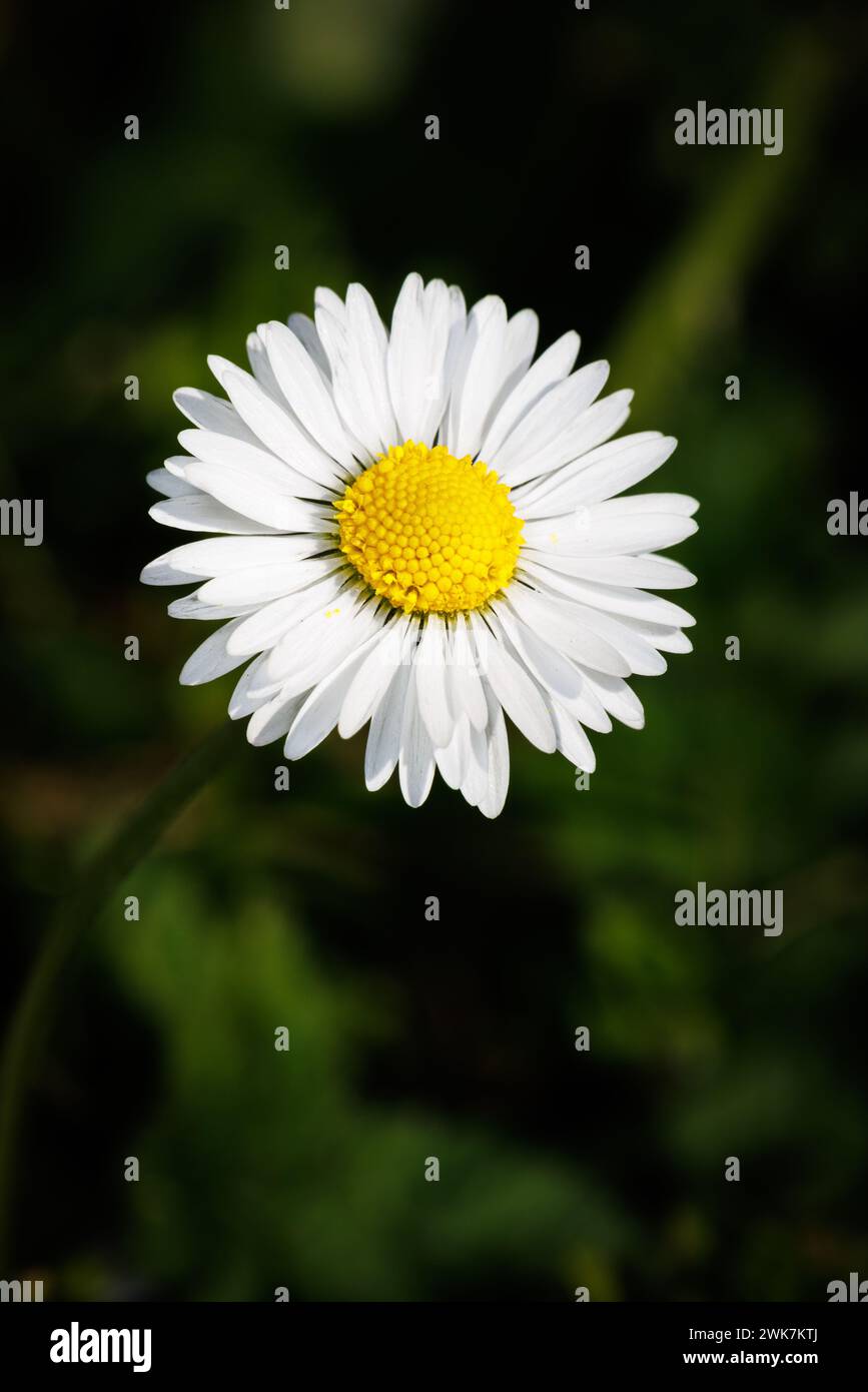 Fleur de Marguerite - photo macro Banque D'Images