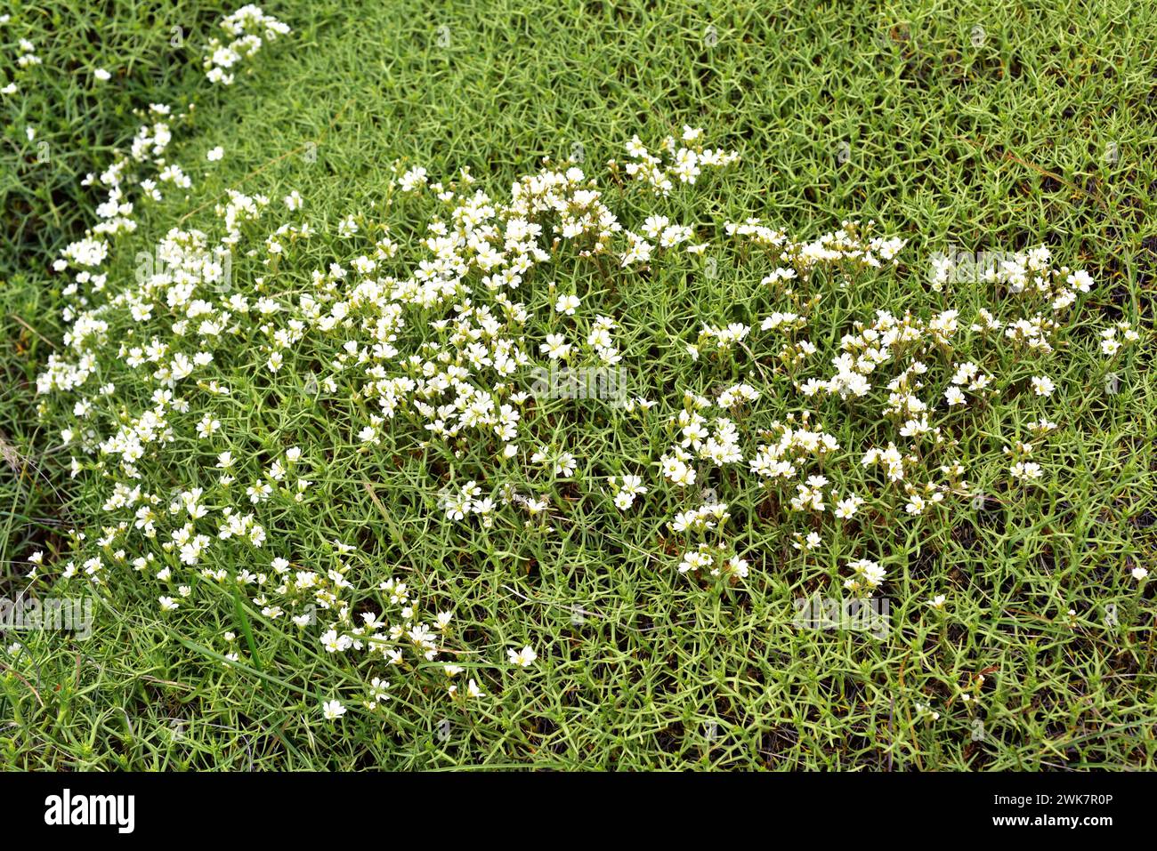 Oreille de souris des champs ou cuernecita (Cerastium arvense) herbe vivace avec des fleurs blanches et hierba de la culebra (Mulinum spinosum) un arbuste épineux. Ce ph Banque D'Images