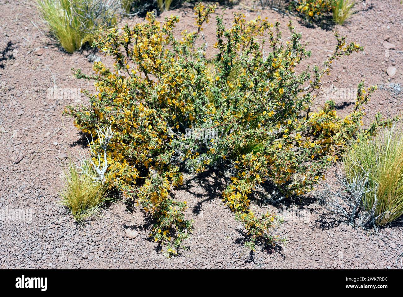 Pahuen (Adesmia microphylla) est un arbuste épineux originaire du Chili. Cette photo a été prise dans le désert d'Atacama, région d'Antofagasta, Chili. Banque D'Images