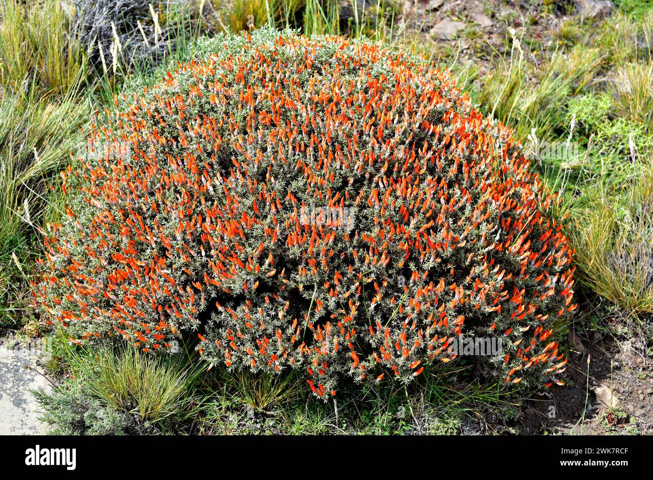 Le Neneo macho (Anarthrophyllum desideratum) est un arbuste épineux en forme de coussin originaire du sud du Chili et de l'Argentine. Cette photo a été prise à Torres del Pai Banque D'Images