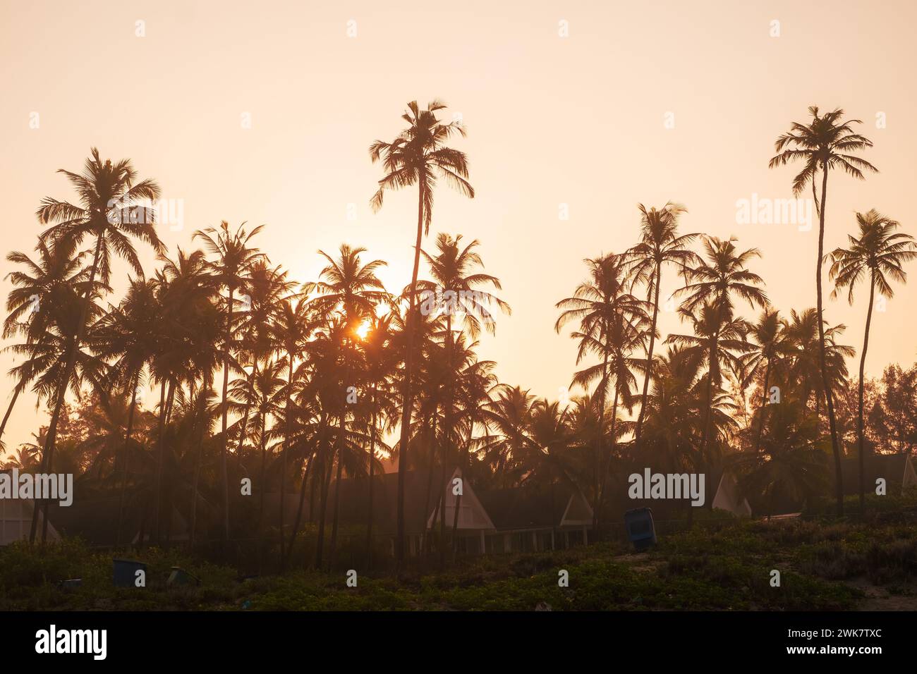 Palmiers et soleil, lever de soleil tropical pris à Goa, Inde. cocotiers en silhouettes. Silhouettes de palmiers sur la plage tropicale Banque D'Images
