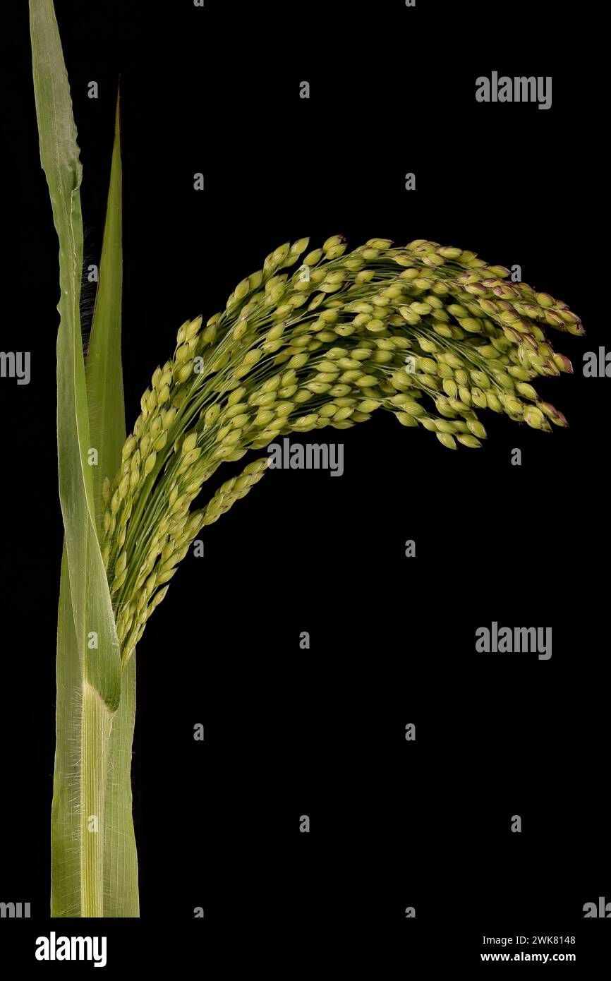 Millet commun (Panicum miliaceum). Inflorescence en gros plan Banque D'Images