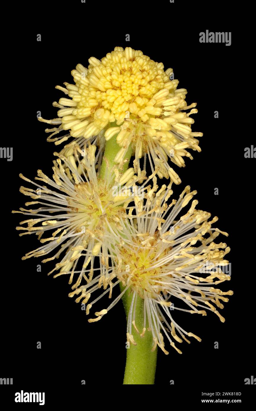 Bur-Reed non ramifié (Sparganium emersum). Fleurs Staminate Heads en gros plan Banque D'Images
