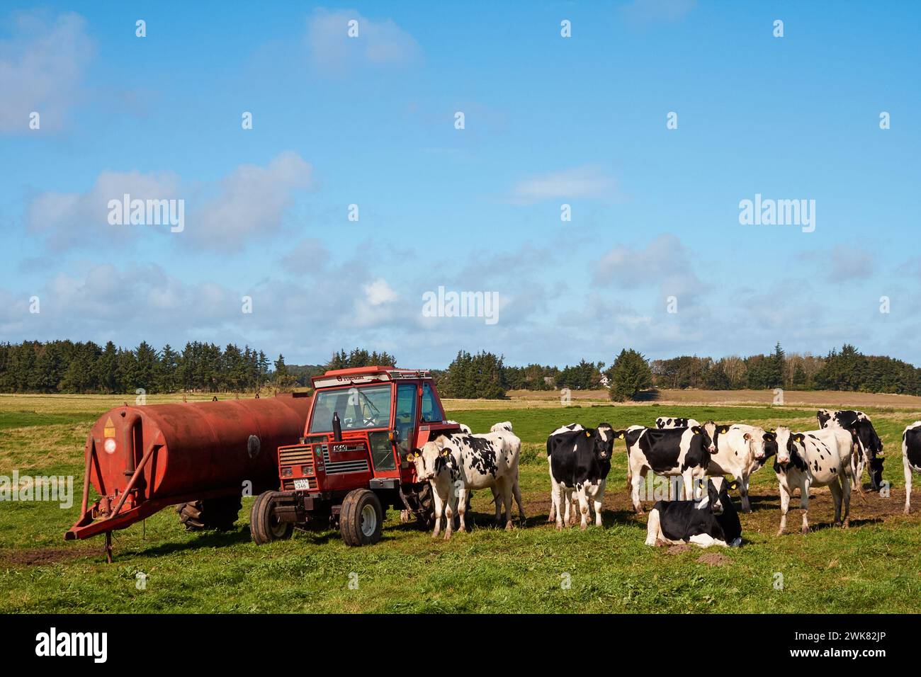 Côté pays typiquement danois, pelouse avec des vaches et des tracteurs ; Danemark Banque D'Images