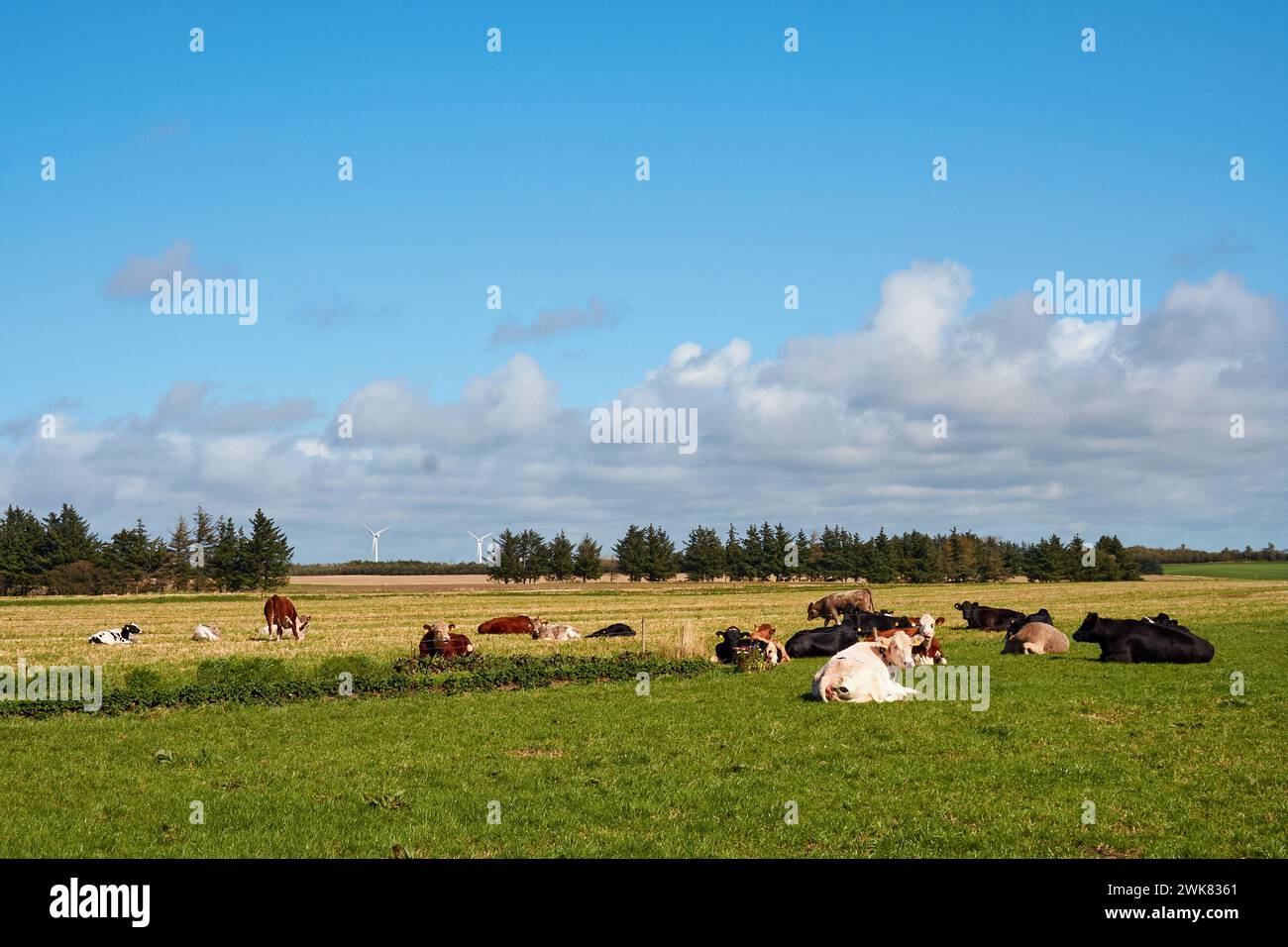 Côté pays typiquement danois, paysage avec vaches dans un champ d'herbe, des moulins à vent à l'arrière-plan ; le Danemark Banque D'Images