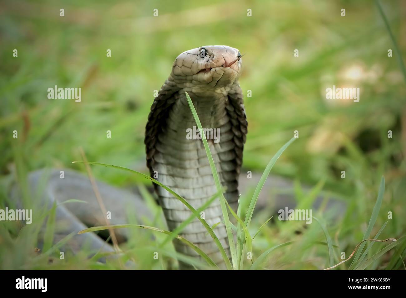 Gros plan sur la tête du serpent cobra roi Banque D'Images