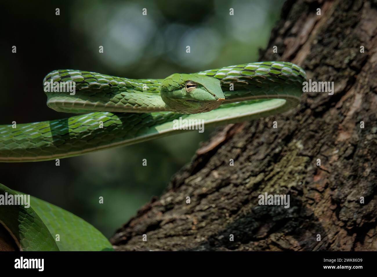 Serpent de vigne vert (Ahaetulla nasuta) dans la forêt tropicale Banque D'Images