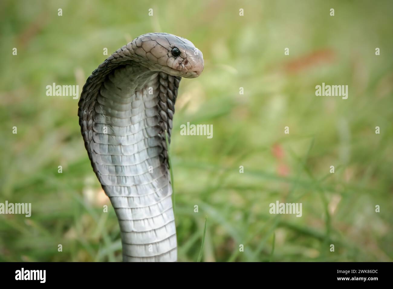 Gros plan sur la tête du serpent cobra roi Banque D'Images