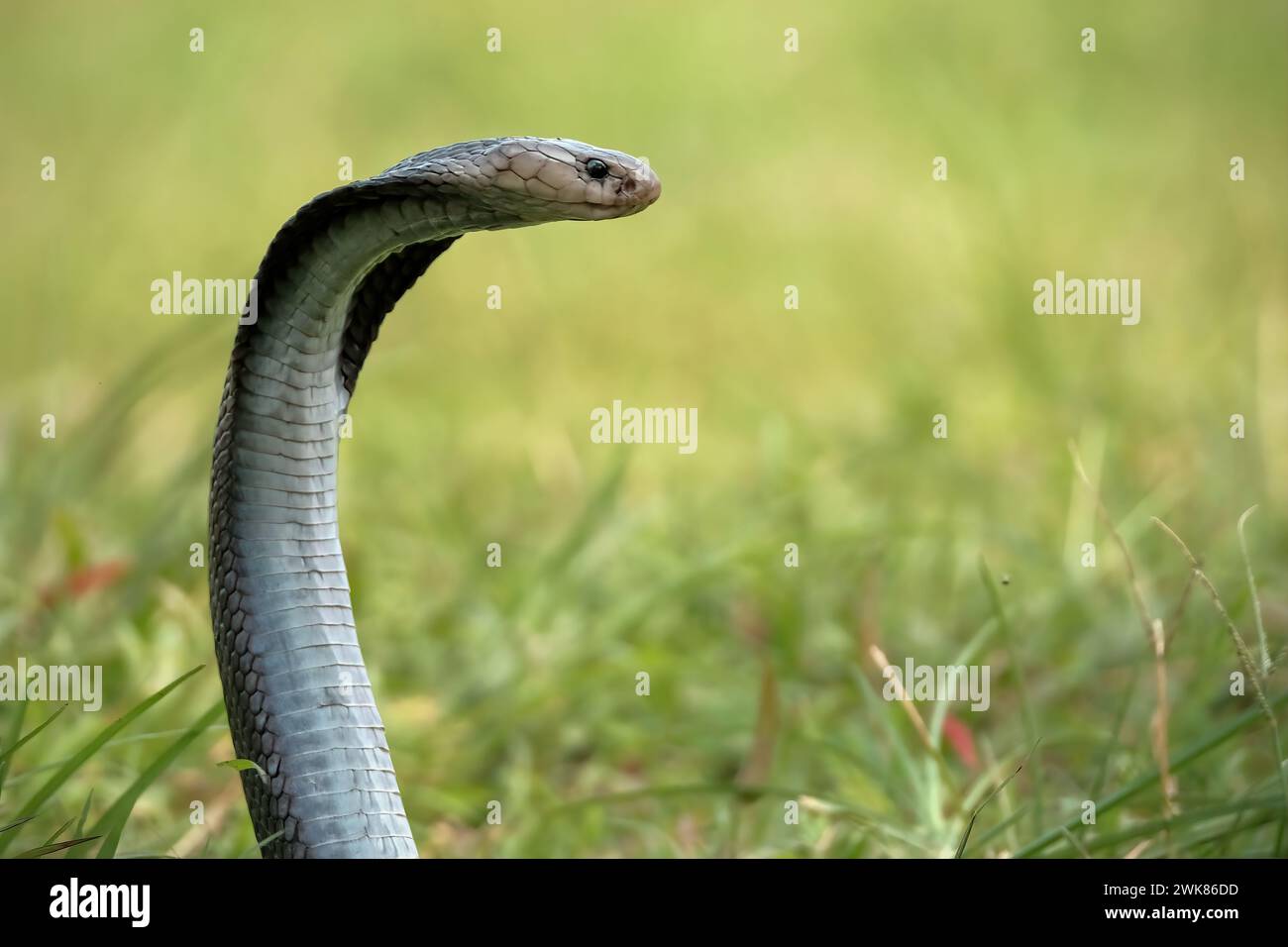 Gros plan sur la tête du serpent cobra roi Banque D'Images