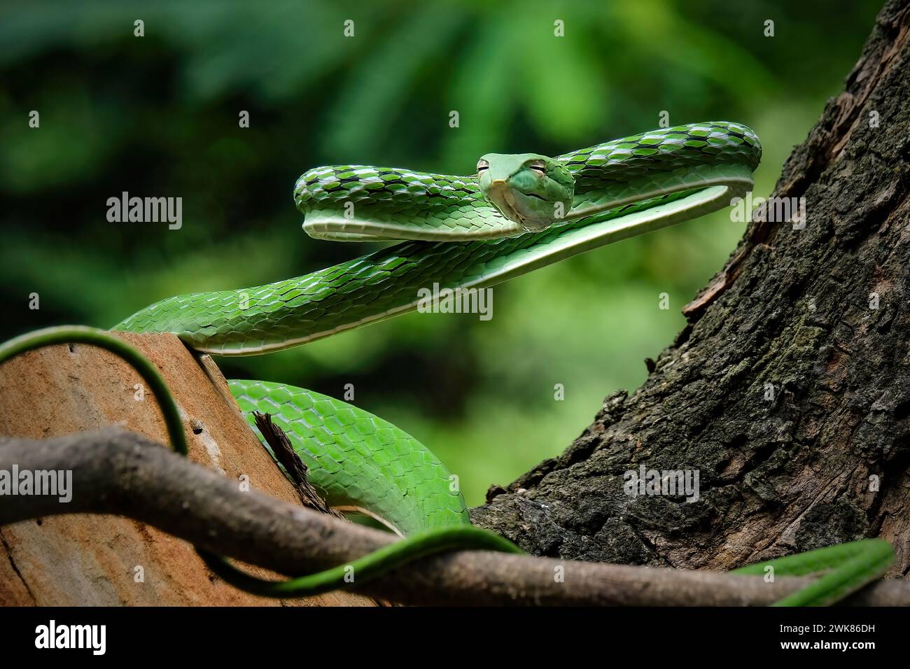 Serpent de vigne vert (Ahaetulla nasuta) dans la forêt tropicale Banque D'Images