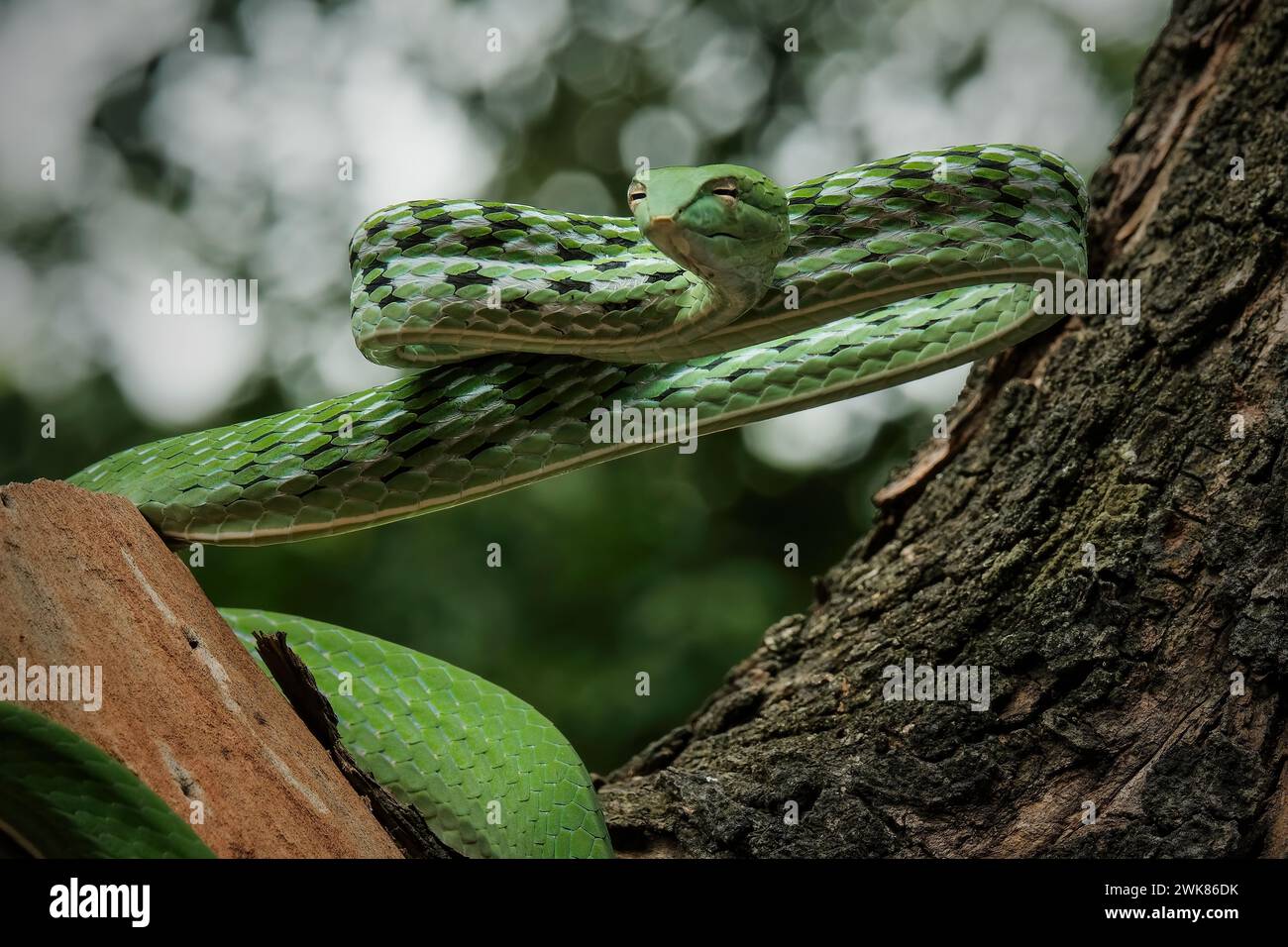 Serpent de vigne vert (Ahaetulla nasuta) dans la forêt tropicale Banque D'Images