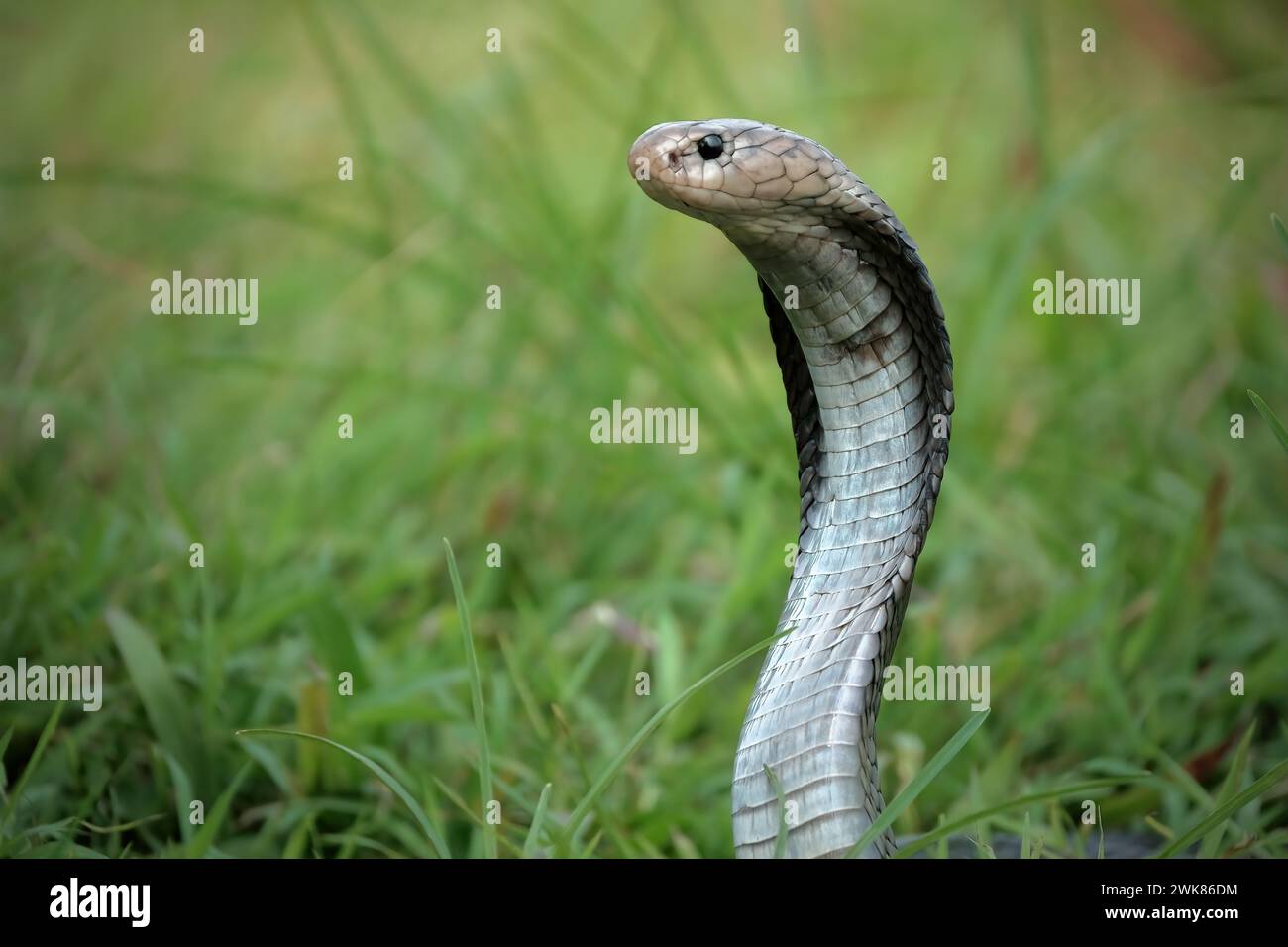 Gros plan sur la tête du serpent cobra roi Banque D'Images