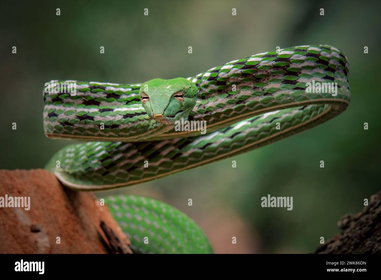 Serpent de vigne vert (Ahaetulla nasuta) dans la forêt tropicale Banque D'Images