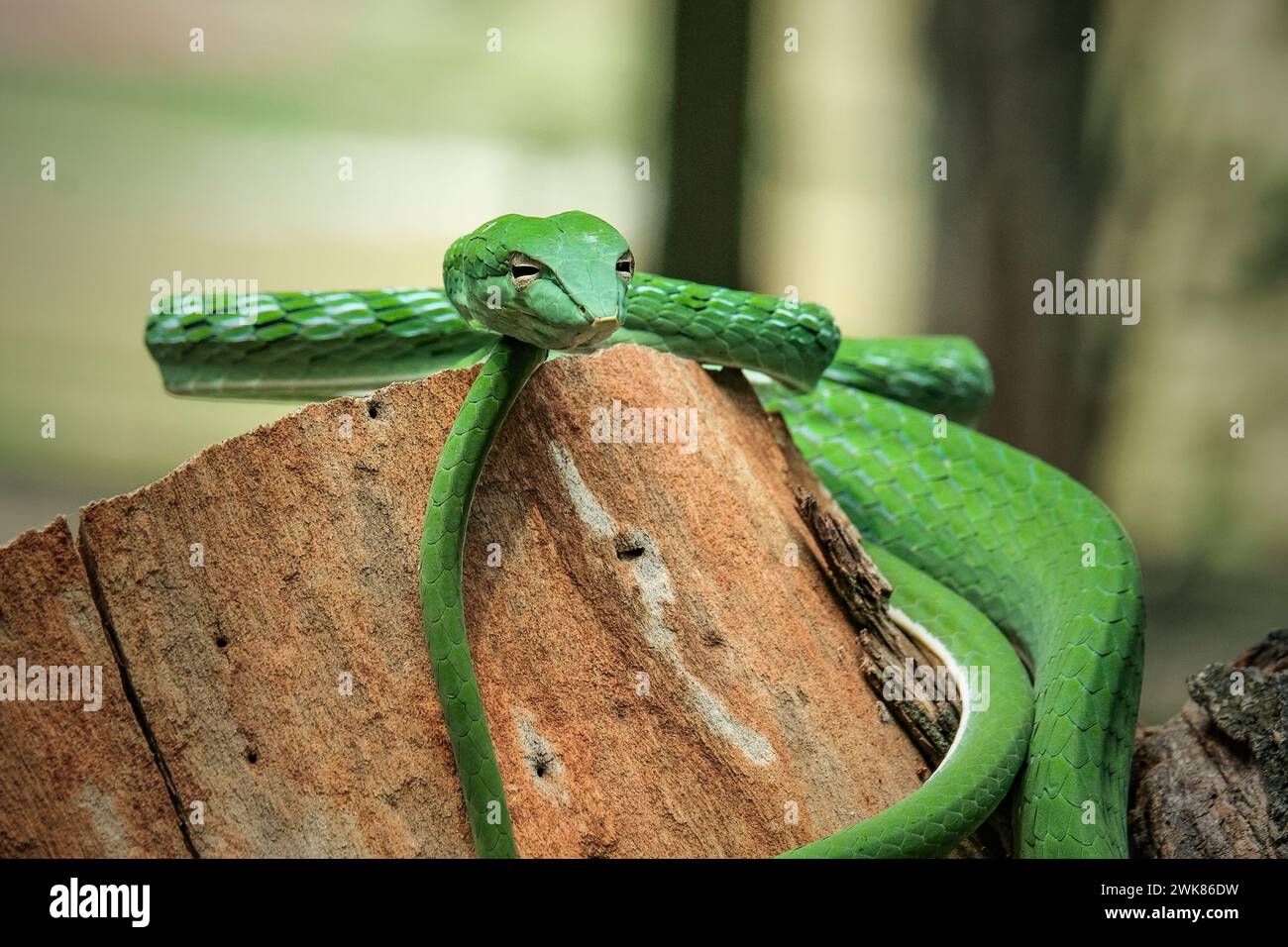 Serpent de vigne vert (Ahaetulla nasuta) dans la forêt tropicale Banque D'Images